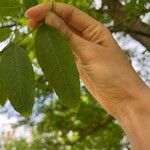 Fraxinus excelsiorFolla