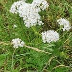 Daucus carotaEgyéb