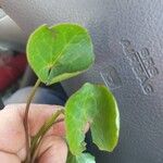 Centella asiaticaBlad