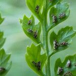 Asplenium fontanum Meyve