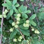 Exochorda × macrantha Leaf