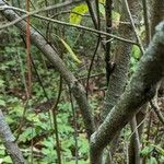 Cornus racemosa Rinde