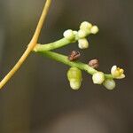 Cassytha filiformis Květ