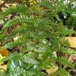 Dryopteris erythrosora 葉