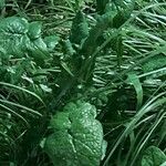 Lactuca biennis Leaf