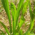 Plantago ovata Blatt