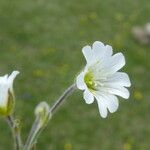 Cerastium alpinum Flower