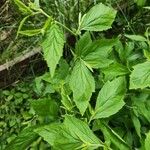 Geum laciniatum Leaf