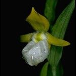 Cypripedium californicum Flor