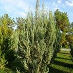 Juniperus scopulorum Hábito