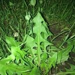Taraxacum cucullatiforme Likasa