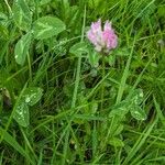 Trifolium pratense Květ