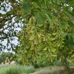 Acer cissifolium Fruit