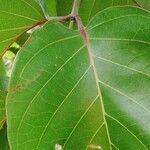 Nauclea latifolia Folio