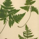 Gymnocarpium robertianum Hoja