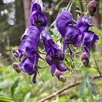 Aconitum variegatumFlower