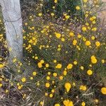 Santolina rosmarinifolia Flor