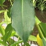 Costus woodsonii पत्ता