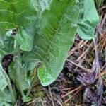 Wyethia sagittata List