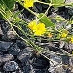 Hieracium amplexicaule Õis