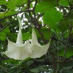 Brugmansia x candida Altul/Alta