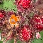 Rubus phoenicolasius Vili