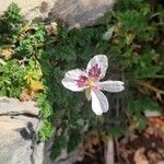 Erodium cheilanthifolium Hábito