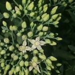 Sedum albomarginatum Flower