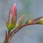 Linum tenuifolium برگ