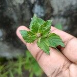 Cyanthillium cinereum Flor