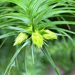 Cunninghamia lanceolata 其他