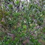 Myrica californica Alkat (teljes növény)