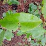 Psorospermum febrifugum Blatt