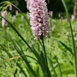 Bistorta officinalis Flower