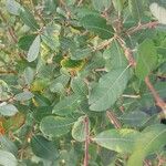 Salix cinerea পাতা