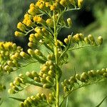 Solidago chilensis Fleur