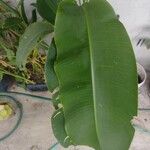 Heliconia rostrata Yaprak