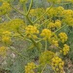 Dorema ammoniacum Flower