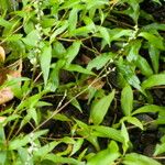 Persicaria hydropiper Kwiat