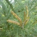 Adenocarpus decorticans Fruit