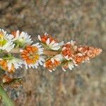 Sesamoides purpurascens Flor