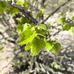 Corylus colurnaList