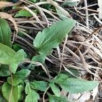 Viola purpurea Leaf