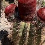 Melocactus intortus Leaf