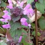 Lamium purpureumBloem