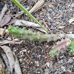 Echinocereus pentalophus পাতা