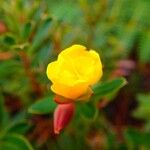 Hibbertia heterotricha ফুল