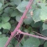 Rubus vestitus বাকল