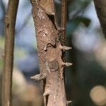 Osodendron altissimum Bark