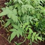 Rubus rosifoliusLeaf